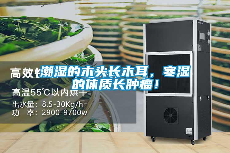 潮濕的木頭長(zhǎng)木耳，寒濕的體質(zhì)長(zhǎng)腫瘤！