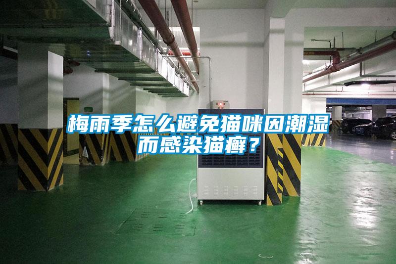梅雨季怎么避免貓咪因潮濕而感染貓癬？