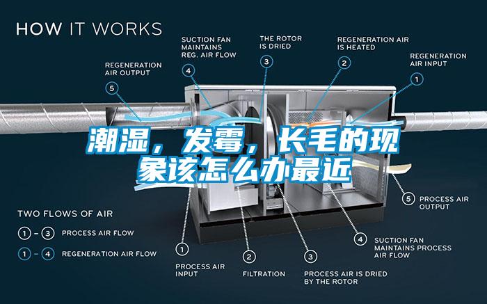 潮濕，發(fā)霉，長(zhǎng)毛的現(xiàn)象該怎么辦最近
