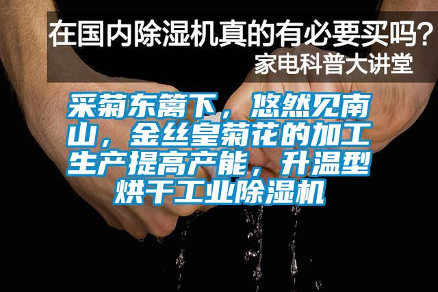 采菊東籬下，悠然見南山，金絲皇菊花的加工生產(chǎn)提高產(chǎn)能，升溫型烘干工業(yè)除濕機(jī)