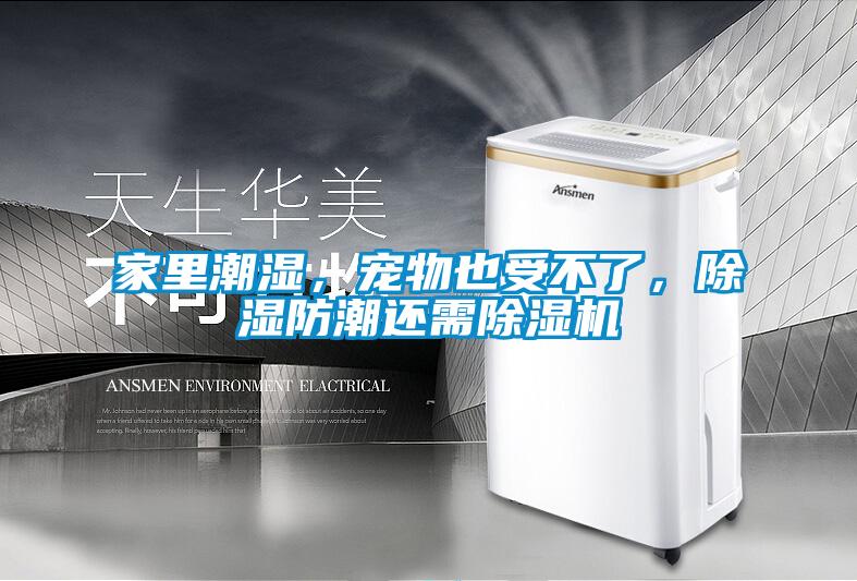 家里潮濕，寵物也受不了，除濕防潮還需除濕機