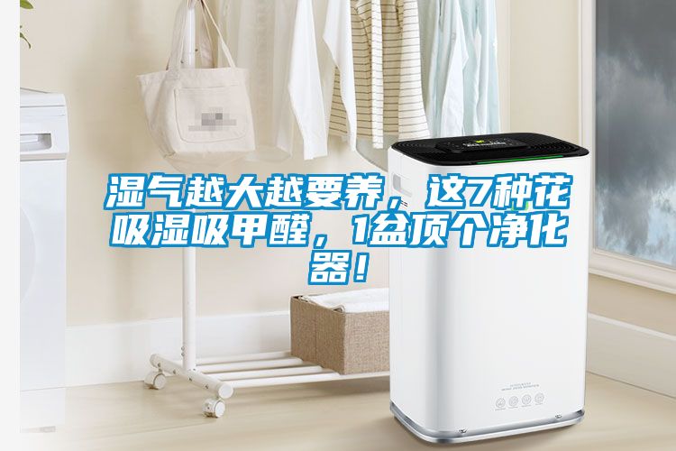 濕氣越大越要養(yǎng)，這7種花吸濕吸甲醛，1盆頂個凈化器！