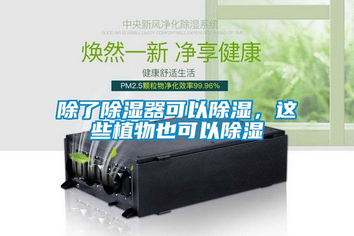 除了除濕器可以除濕，這些植物也可以除濕